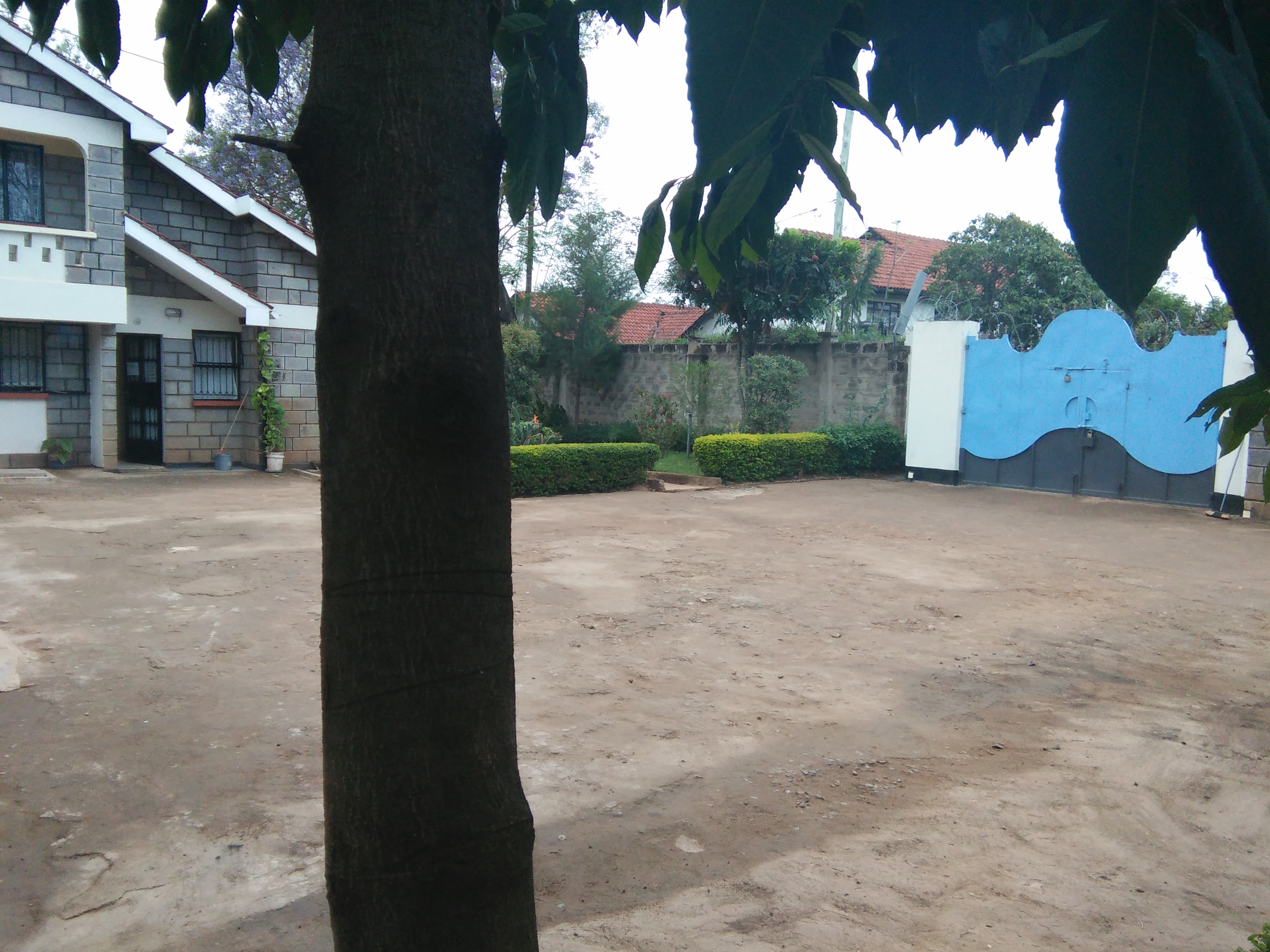 Serenity garden tree